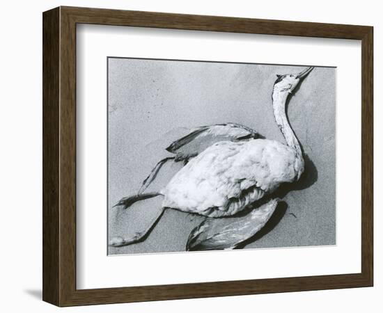 Dead Bird and Sand, 1967-Brett Weston-Framed Photographic Print