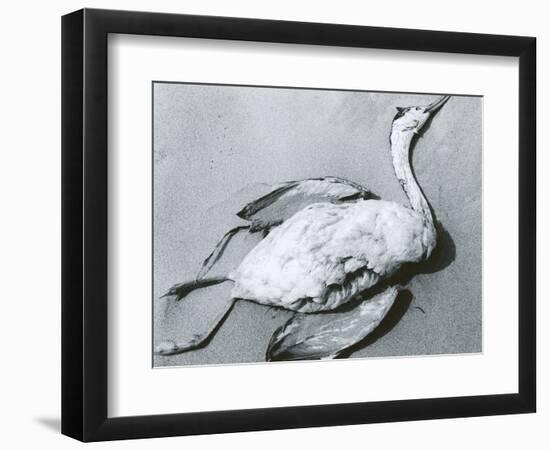 Dead Bird and Sand, 1967-Brett Weston-Framed Photographic Print