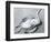 Dead Bird and Sand, 1967-Brett Weston-Framed Photographic Print