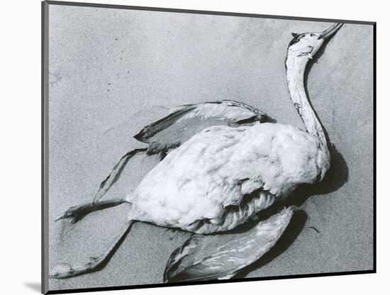 Dead Bird and Sand, 1967-Brett Weston-Mounted Photographic Print