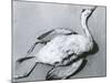 Dead Bird and Sand, 1967-Brett Weston-Mounted Premium Photographic Print