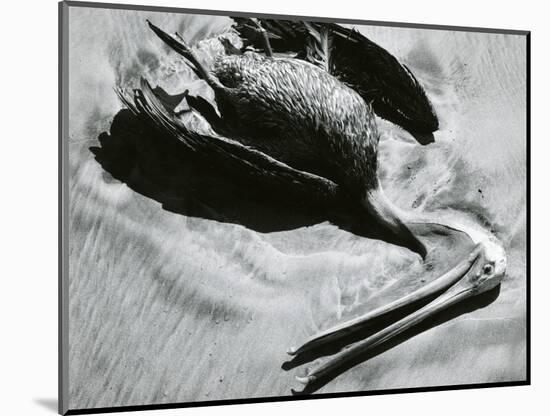 Dead Bird and Sand, Pelican, Baja California, 1969-Brett Weston-Mounted Photographic Print