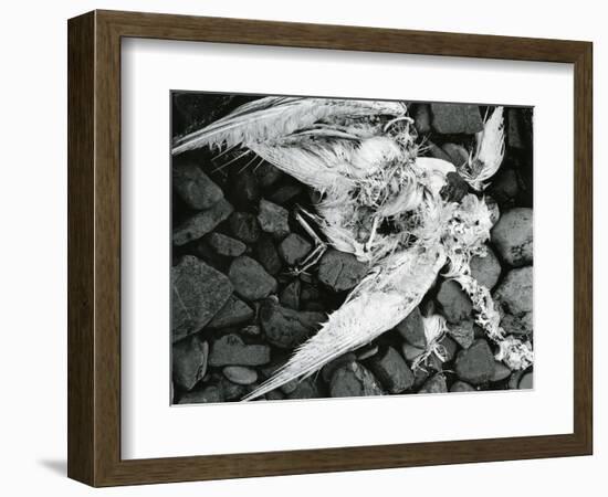 Dead Bird, Bone, Rock, c. 1970-Brett Weston-Framed Photographic Print