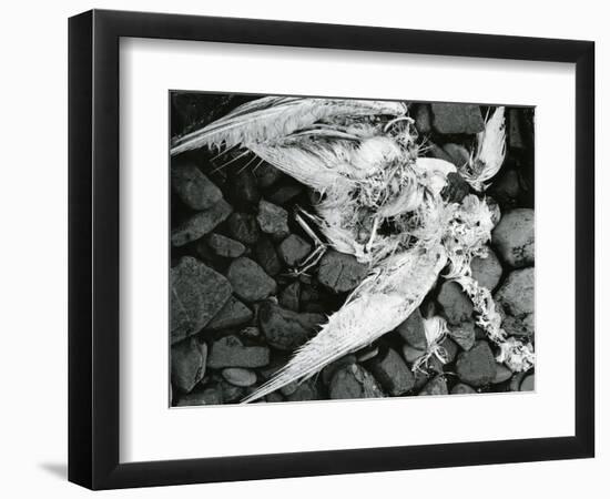Dead Bird, Bone, Rock, c. 1970-Brett Weston-Framed Photographic Print