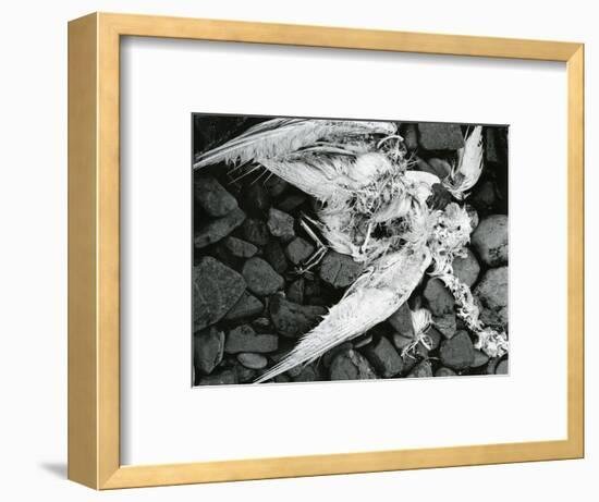 Dead Bird, Bone, Rock, c. 1970-Brett Weston-Framed Photographic Print