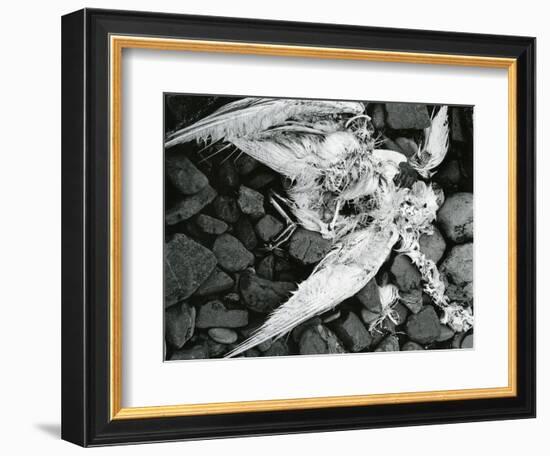 Dead Bird, Bone, Rock, c. 1970-Brett Weston-Framed Photographic Print