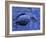 Dead Bluebill Duck, Lying on Its Side, Eyes Open, in an Oil Spill from Greek Tanker Delian Apollon-George Silk-Framed Photographic Print