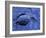 Dead Bluebill Duck, Lying on Its Side, Eyes Open, in an Oil Spill from Greek Tanker Delian Apollon-George Silk-Framed Photographic Print