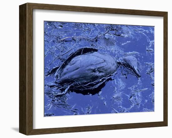 Dead Bluebill Duck, Lying on Its Side, Eyes Open, in an Oil Spill from Greek Tanker Delian Apollon-George Silk-Framed Photographic Print