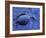 Dead Bluebill Duck, Lying on Its Side, Eyes Open, in an Oil Spill from Greek Tanker Delian Apollon-George Silk-Framed Photographic Print