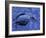 Dead Bluebill Duck, Lying on Its Side, Eyes Open, in an Oil Spill from Greek Tanker Delian Apollon-George Silk-Framed Photographic Print