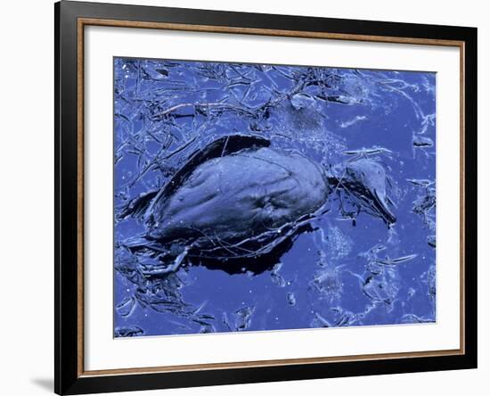 Dead Bluebill Duck, Lying on Its Side, Eyes Open, in an Oil Spill from Greek Tanker Delian Apollon-George Silk-Framed Photographic Print