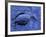 Dead Bluebill Duck, Lying on Its Side, Eyes Open, in an Oil Spill from Greek Tanker Delian Apollon-George Silk-Framed Photographic Print