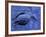 Dead Bluebill Duck, Lying on Its Side, Eyes Open, in an Oil Spill from Greek Tanker Delian Apollon-George Silk-Framed Photographic Print