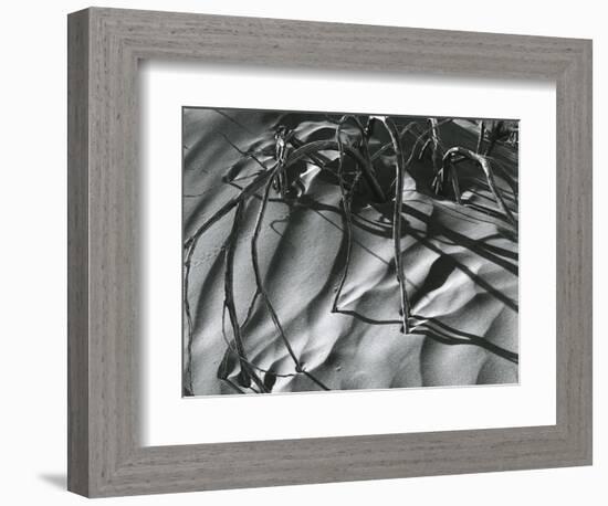 Dead Branches, Detail, White Sands, New Mexico, c. 1940-Brett Weston-Framed Photographic Print