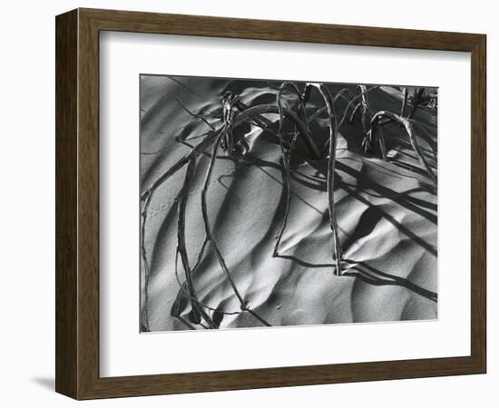 Dead Branches, Detail, White Sands, New Mexico, c. 1940-Brett Weston-Framed Photographic Print