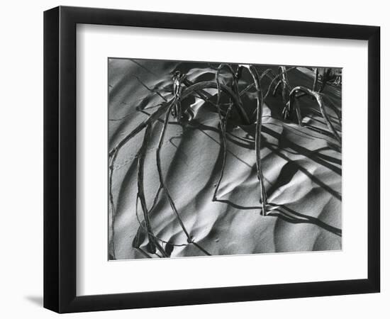 Dead Branches, Detail, White Sands, New Mexico, c. 1940-Brett Weston-Framed Photographic Print