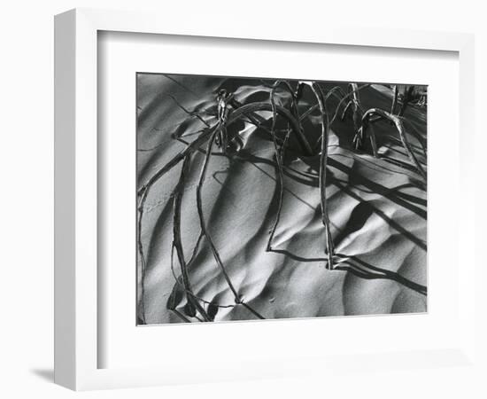 Dead Branches, Detail, White Sands, New Mexico, c. 1940-Brett Weston-Framed Photographic Print