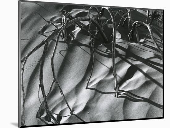 Dead Branches, Detail, White Sands, New Mexico, c. 1940-Brett Weston-Mounted Photographic Print