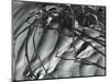 Dead Branches, Detail, White Sands, New Mexico, c. 1940-Brett Weston-Mounted Photographic Print