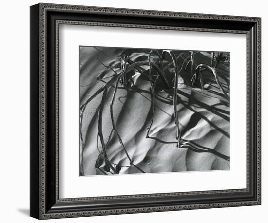 Dead Branches, Detail, White Sands, New Mexico, c. 1940-Brett Weston-Framed Photographic Print