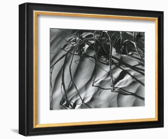 Dead Branches, Detail, White Sands, New Mexico, c. 1940-Brett Weston-Framed Photographic Print