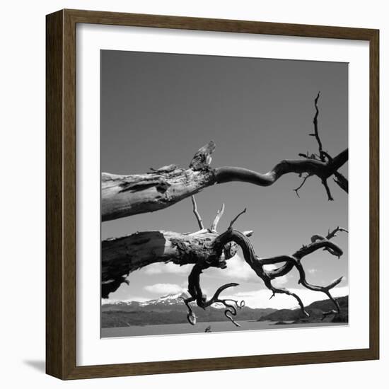 Dead Branches with Lake and Mountains-null-Framed Photographic Print