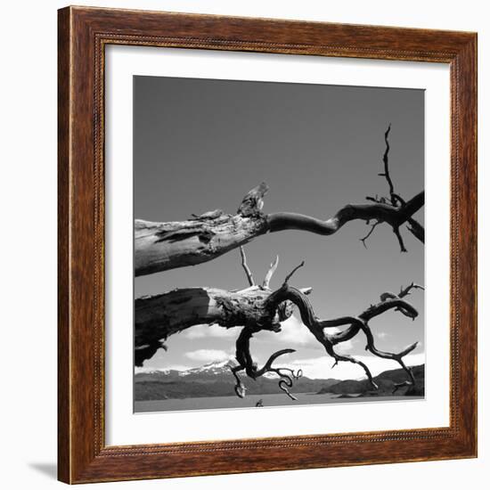 Dead Branches with Lake and Mountains-null-Framed Photographic Print