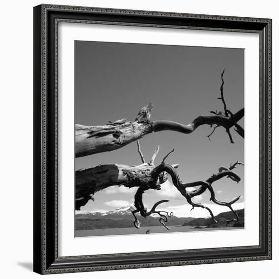 Dead Branches with Lake and Mountains-null-Framed Photographic Print