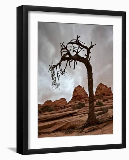 Dead Evergreen Tree and Sandstone Mounds-James Hager-Framed Photographic Print