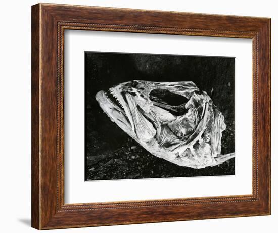 Dead Fish, Bones, Sand, c. 1965-Brett Weston-Framed Photographic Print