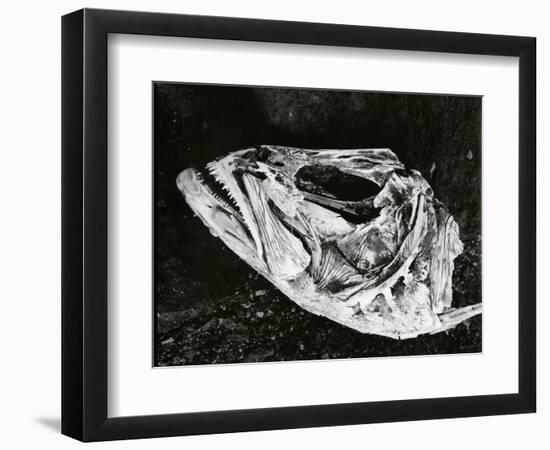 Dead Fish, Bones, Sand, c. 1965-Brett Weston-Framed Photographic Print