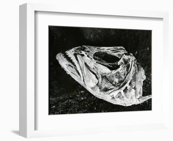 Dead Fish, Bones, Sand, c. 1965-Brett Weston-Framed Photographic Print