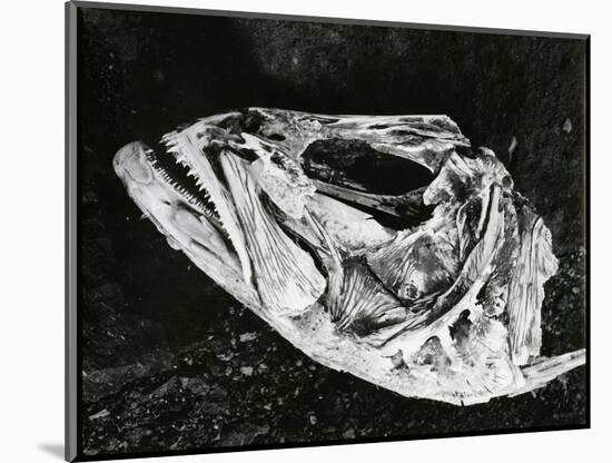 Dead Fish, Bones, Sand, c. 1965-Brett Weston-Mounted Photographic Print