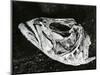 Dead Fish, Bones, Sand, c. 1965-Brett Weston-Mounted Photographic Print