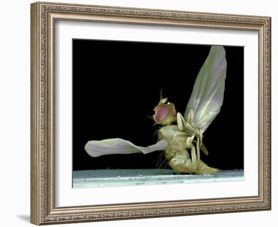 Dead Fly, SEM-Volker Steger-Framed Photographic Print