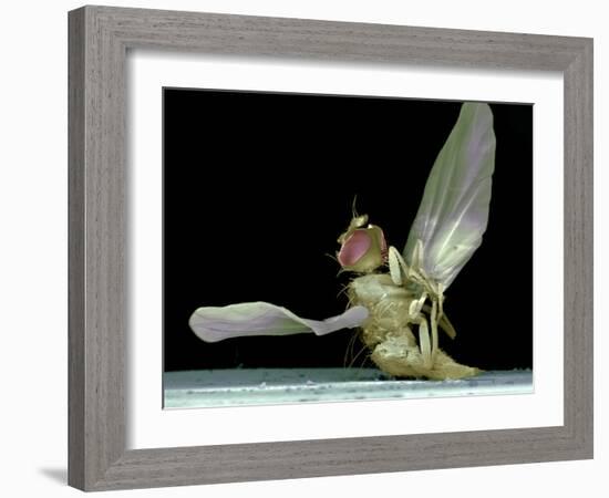 Dead Fly, SEM-Volker Steger-Framed Photographic Print