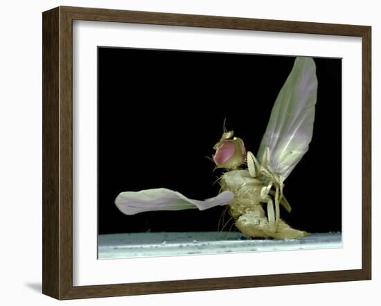 Dead Fly, SEM-Volker Steger-Framed Photographic Print