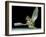 Dead Fly, SEM-Volker Steger-Framed Photographic Print