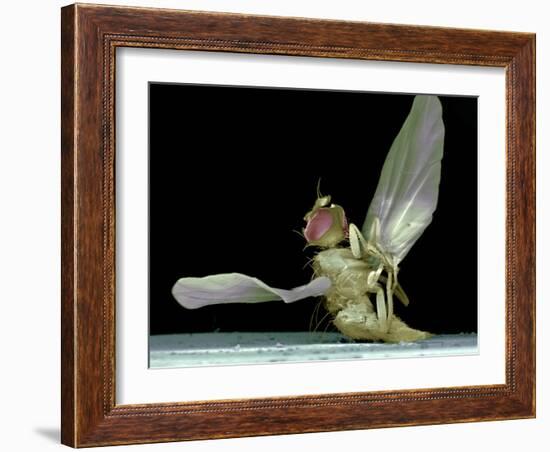 Dead Fly, SEM-Volker Steger-Framed Photographic Print