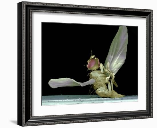 Dead Fly, SEM-Volker Steger-Framed Photographic Print