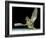 Dead Fly, SEM-Volker Steger-Framed Photographic Print