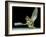 Dead Fly, SEM-Volker Steger-Framed Photographic Print