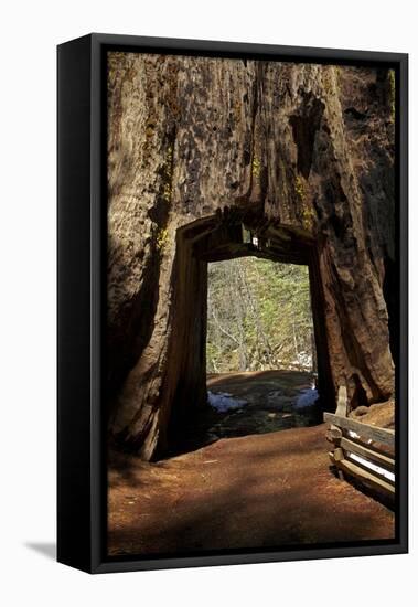 Dead Giant Tunnel Tree, Tuolumne Grove, Yosemite NP, California-David Wall-Framed Premier Image Canvas