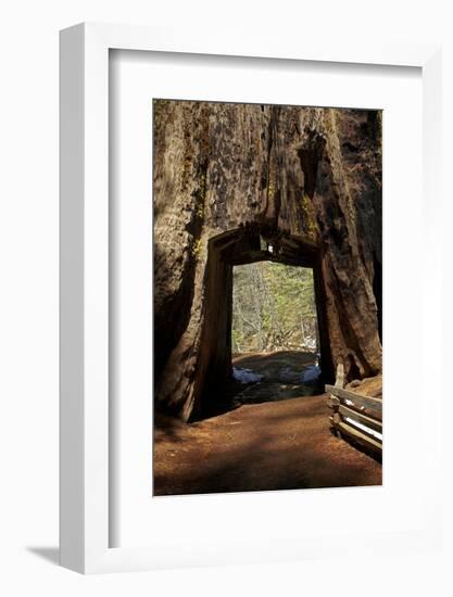 Dead Giant Tunnel Tree, Tuolumne Grove, Yosemite NP, California-David Wall-Framed Photographic Print