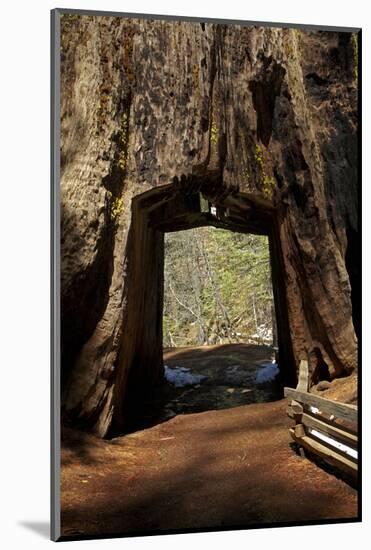 Dead Giant Tunnel Tree, Tuolumne Grove, Yosemite NP, California-David Wall-Mounted Photographic Print