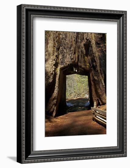 Dead Giant Tunnel Tree, Tuolumne Grove, Yosemite NP, California-David Wall-Framed Photographic Print