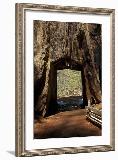 Dead Giant Tunnel Tree, Tuolumne Grove, Yosemite NP, California-David Wall-Framed Photographic Print