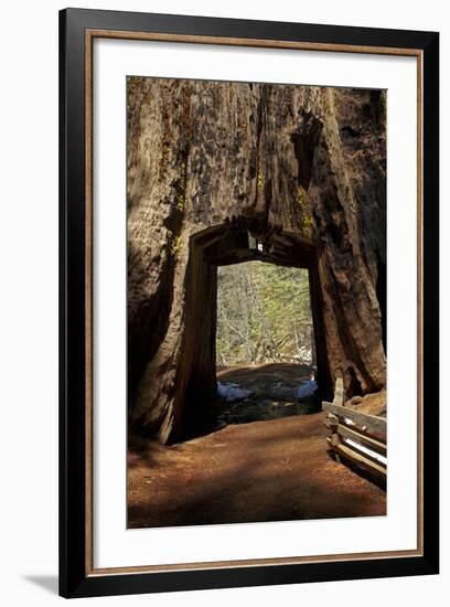 Dead Giant Tunnel Tree, Tuolumne Grove, Yosemite NP, California-David Wall-Framed Photographic Print