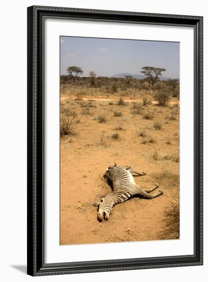 Dead Grevy's Zebra (Equus Grevyi) Most Likely the Result of the Worst Drought (2008-2009)-Lisa Hoffner-Framed Photographic Print